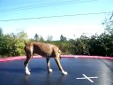 Bouncing Wankel