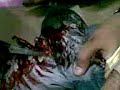 injured+Bird1.3gp
