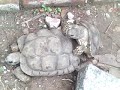 tortugas teniendo sexo (en 4)