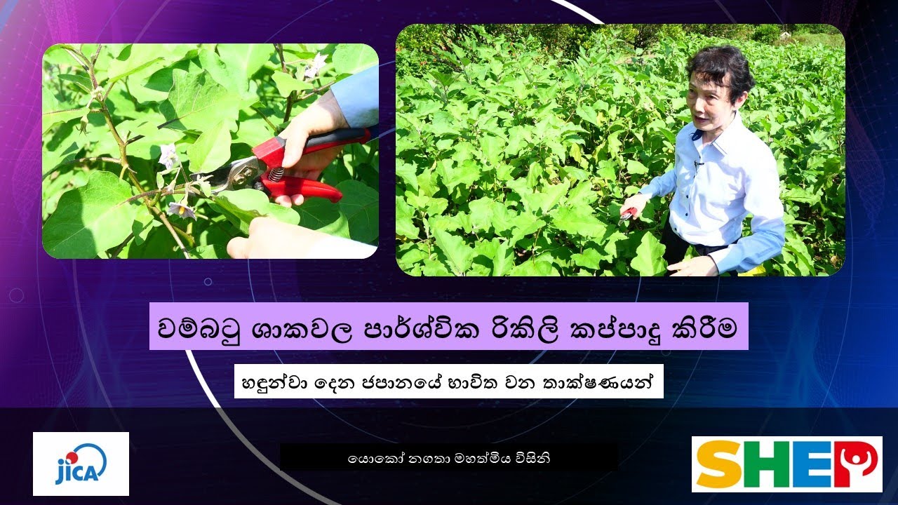 වම්බටු ශාකවල පාර්ශවික රිකිලි කප්පාදු කිරීම​