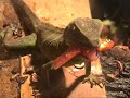 Water Dragon Feeding!