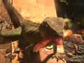 Water Dragon Feeding!