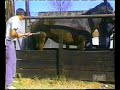 Coz caballo