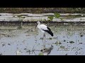 鳴門コウノトリ 2026/09/27 撮影 成長記録 徳島県鳴門市