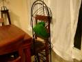 Enoch  playing with his favorite perch.