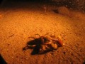 night Diving in Bariloche