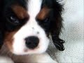 Cavalier King Charles Spaniel Music video Cavalier King Charles Spaniel Music video