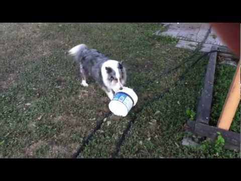 BluemerleSheltie - 12.5 year-old blue-merle sheltie Beau playing with his bucket toys, tossing them in the air, and catching them with his head and nose.