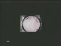 Fly Mutations and Anomolies in Perception