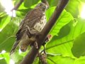 Shikra just killed a squirrel @ Mylapore - Chennai