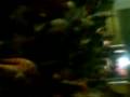 videos de Capos liricales &  Los Cangry Family