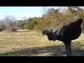 Discgolf tomahawk, GB style