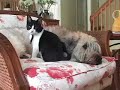 Frisco dog adopts cat in Argentina