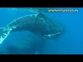 Click here to watch this video Orca or pseudorca bite marks on humpback whale calf Osa pelagic, Costa Rica