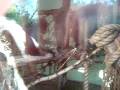 videos de Animalzinho nojentinho