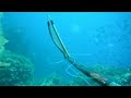 Spearfishing Pescasub Dentice all\