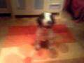 Wee-Bee dreht sich