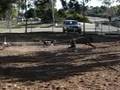 Gunther with Maggie and Mitzie 3