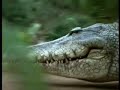 Crocodile 2