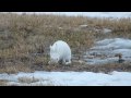 Jänis or Finnish Hare