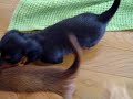 Cute baby of miniature dachshund