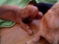 Salchicha video