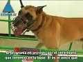 Oketz, la unidad de los perros-soldados.