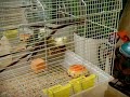 my pet birds my pet birds