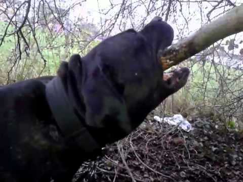 perro de presa canario
