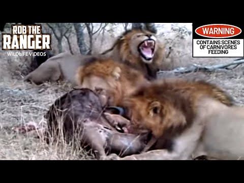 MALE LION TEETH