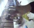 PLKN Crazy Dance