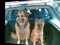 nanouk et cayenne story