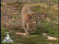Bobcat
