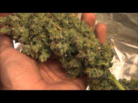 how to harvest weed outdoors