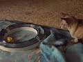 Shi tobt sich aus, die clevere Maus