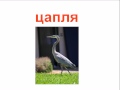 птицы для детей