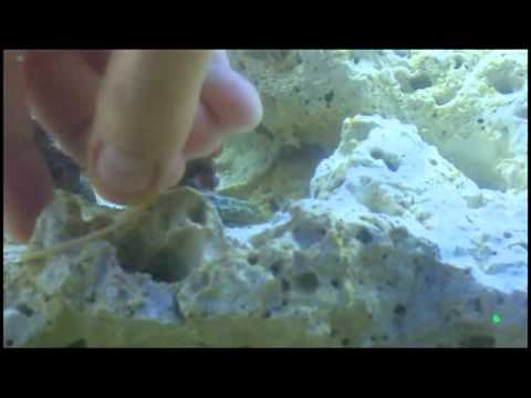 how to attach xenia coral