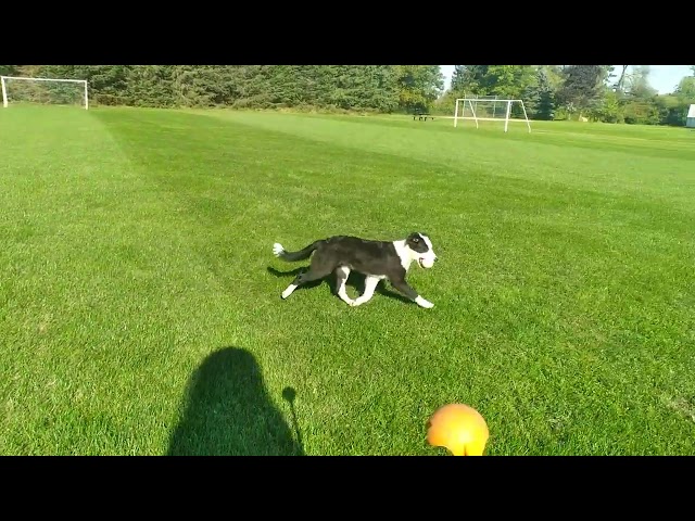 Highly Intelligent Female Border Collie Pup in Dogs & Puppies for Rehoming in Ottawa