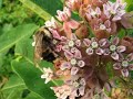 Milkweed\