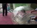 videos de Nanjing gömbbe töltött apró törpe 1