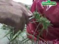 EL MEJOR SECADO DE LA MARIHUANA EL MEJOR SECADO DE LA MARIHUANA