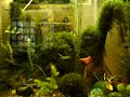 meu aquário plantado 