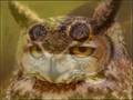Fergus the frog