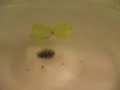 Microwave Grape Fire