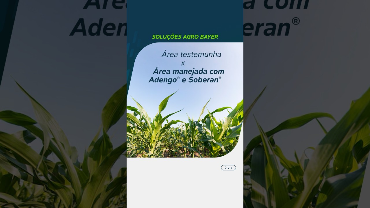 Milho | Área manejada com Adengo® + Soberan®