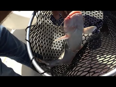 how to bleed out a catfish