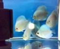 Discus Blue Diamond
