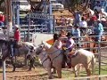 Katie Tri-County Rodeo - Steer Daubing