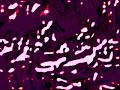Fovea