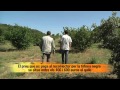 TV3 - Boscos - Boscos de Castanyer (Prades)